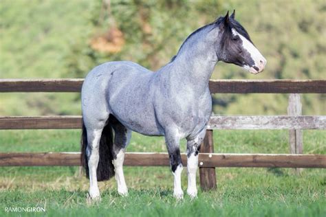 Caballo moto Continuara.org