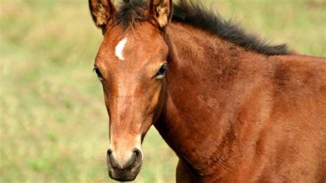 Caballo Continuara.org