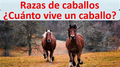 Caballos anos Continuara.org
