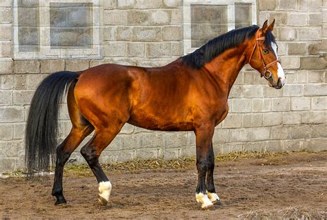 Caballos gama horse Continuara.org