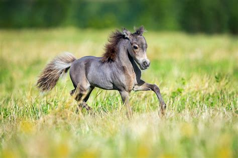 Caballos miniatura Continuara.org