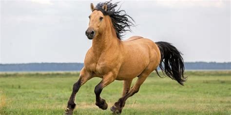 Caballos Continuara.org