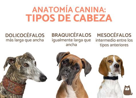 Cabeza perro tipo Continuara.org