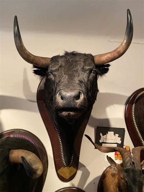Cabeza toro Continuara.org