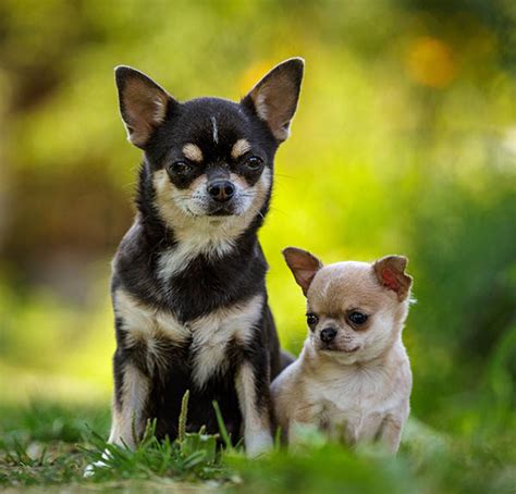 Cachorro chiguagua original Continuara.org