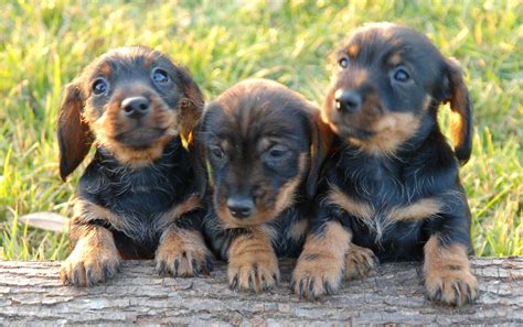 Cachorros teckel Continuara.org