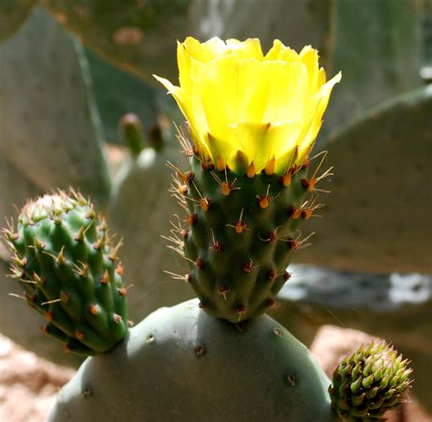 Cactus opuntia Continuara.org