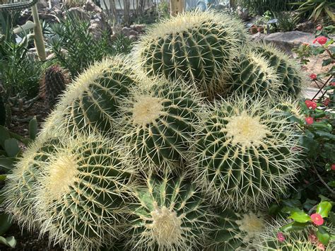 Cactus Continuara.org