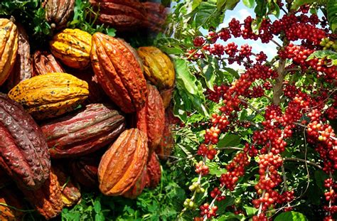 Cafecacao Continuara.org