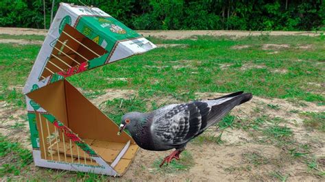 Caja palomas Continuara.org