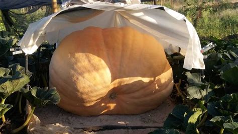 Calabaza gigante adorno Continuara.org