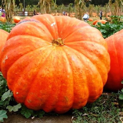 Calabaza gigante Continuara.org