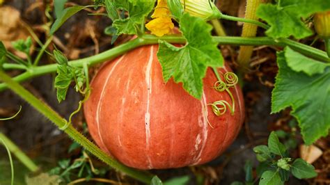 Calabazas Continuara.org
