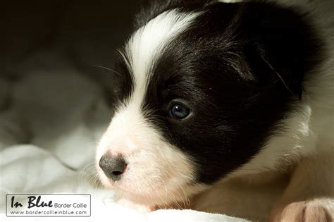 Camada cachorros border Continuara.org