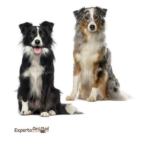 Cambio border collie Continuara.org
