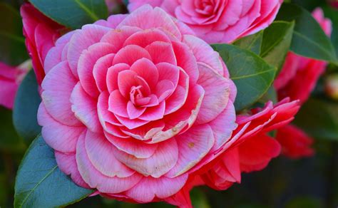 Camelias Continuara.org