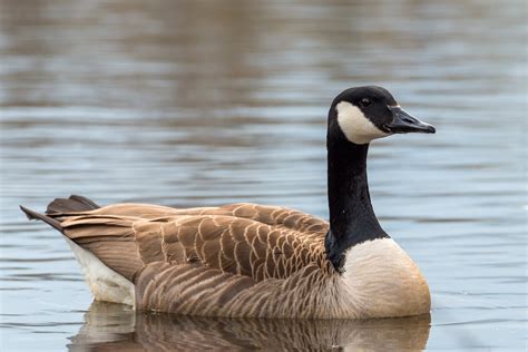 Canada goose Continuara.org