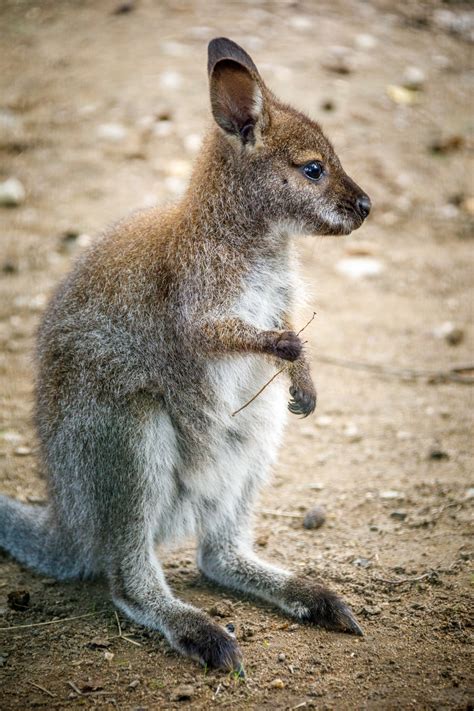 Canguro bebes Continuara.org