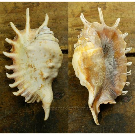 Caracola Continuara.org