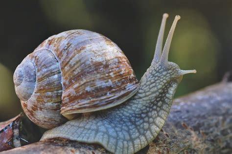 Caracoles Continuara.org