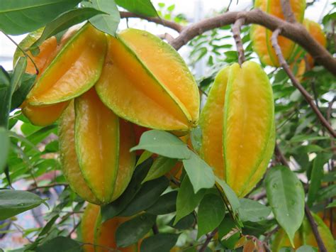 Carambola Continuara.org