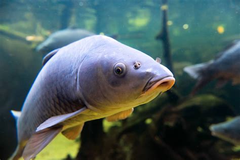Carpa Continuara.org
