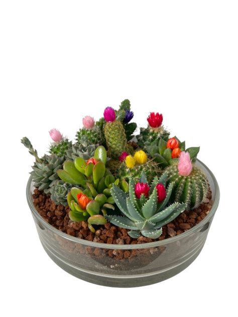 Centro cactus Continuara.org