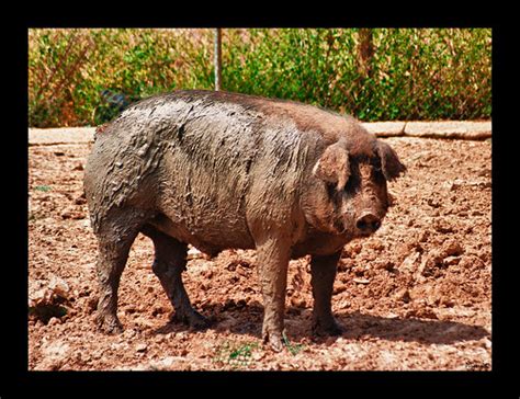 Cerdito cochino Continuara.org