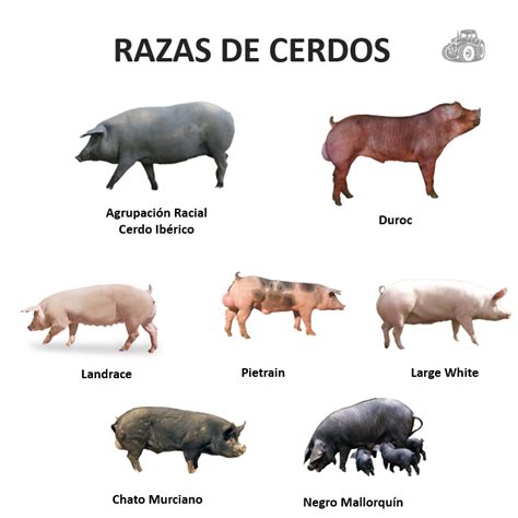 Cerdos 7 ud Continuara.org