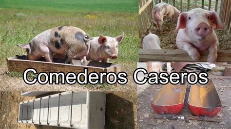 Cerdos caseros Continuara.org