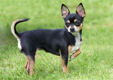 Chihuahua Continuara.org