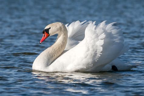 Cisne Continuara.org