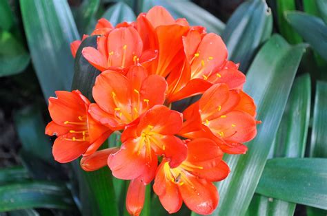 Clivias Continuara.org