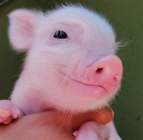 Cochito bebe Continuara.org