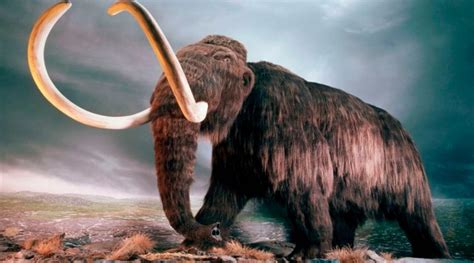 Colmillo mamut Continuara.org