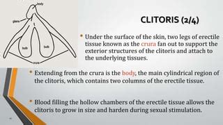 Come clitoris Continuara.org