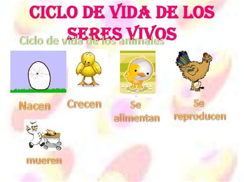 Como nacen crecen Continuara.org