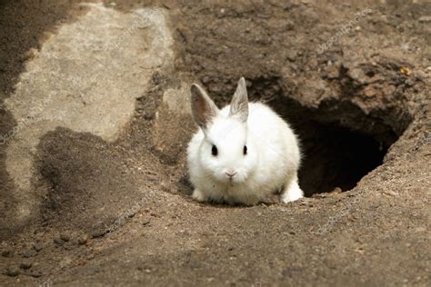 Conejo blanco toca Continuara.org