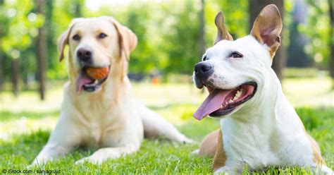 Conjunto 2 perros Continuara.org