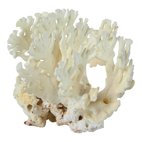 Coral natural Continuara.org