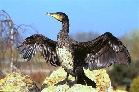 Cormoran Continuara.org