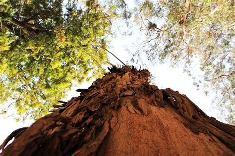 Corteza arbol belen Continuara.org