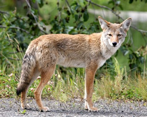 Coyote Continuara.org