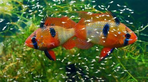 Crias peces Continuara.org