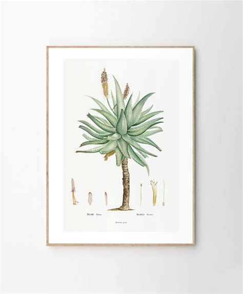 Cuadro aloe Continuara.org