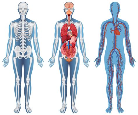 Cuerpo humano Continuara.org