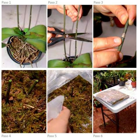 Cuidado orquideas Continuara.org