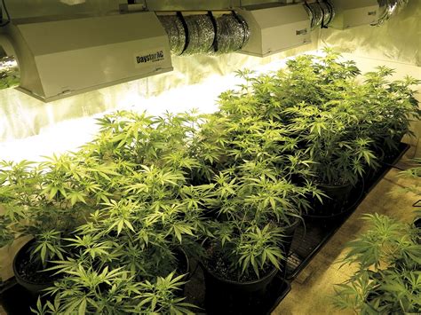 Cultivo indoor marihuana Continuara.org