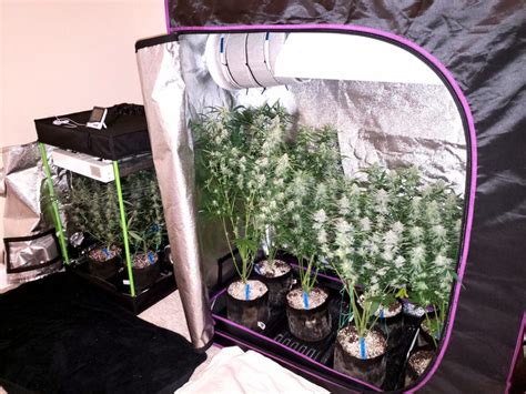 Cultivo indoor Continuara.org