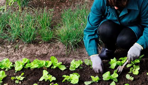 Cultivos ecologicos Continuara.org